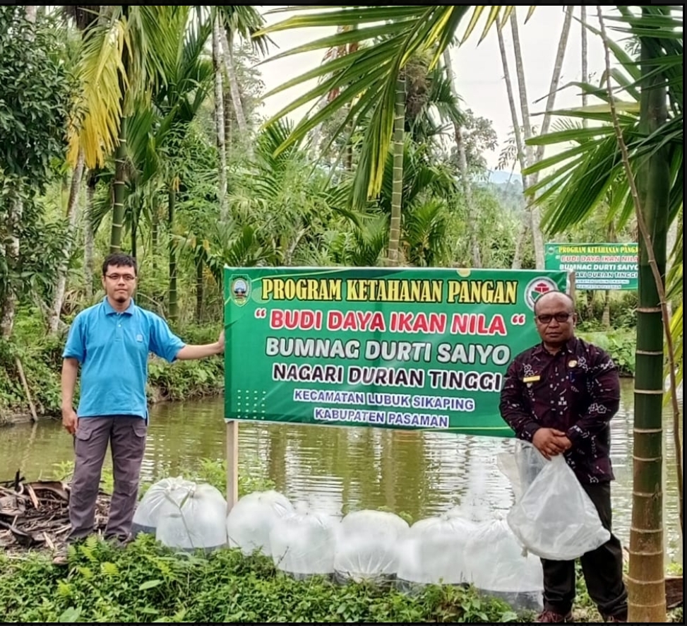 BUMNag Durti Saiyo Tebar 25.000 Ekor Ikan Nila Nirwana Dukung Ketahanan Pangan